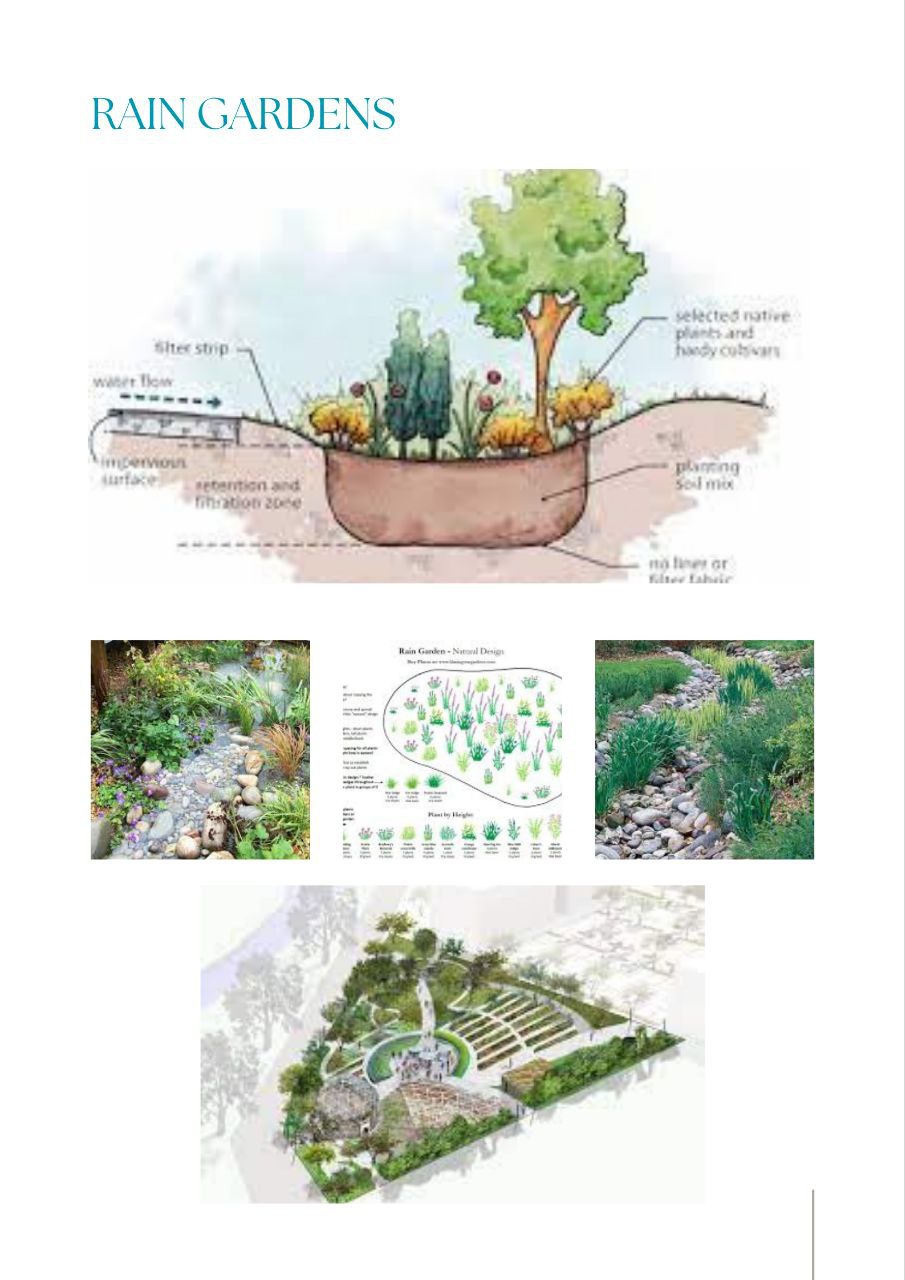 Rain Gardens