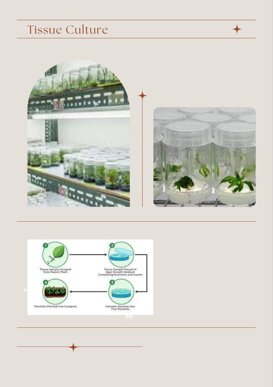 Tissue Culture